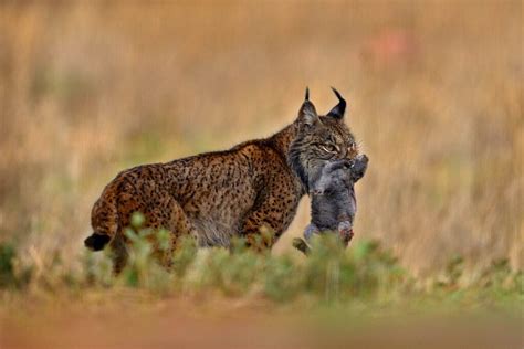 Prey Of Lynx