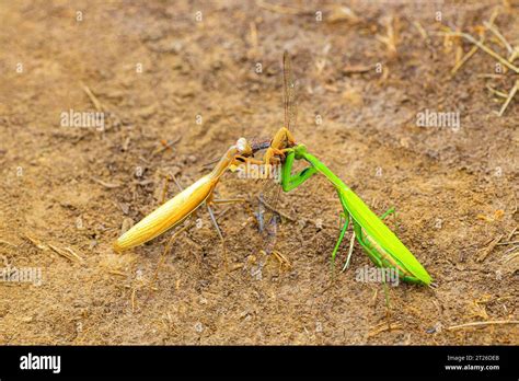 Prey Of Mantis