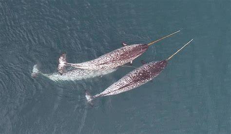 Prey Of Narwhals