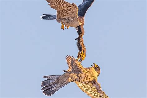 Prey Of Peregrine Falcon