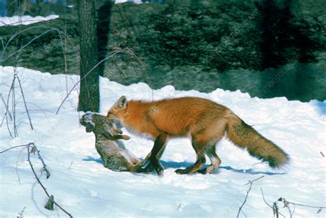 Prey Of Red Fox