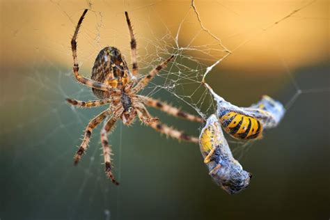 Prey Of Spiders