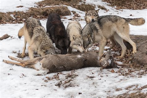 Prey Of Wolves