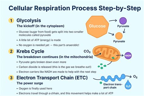 Process Of Cellular Respiration