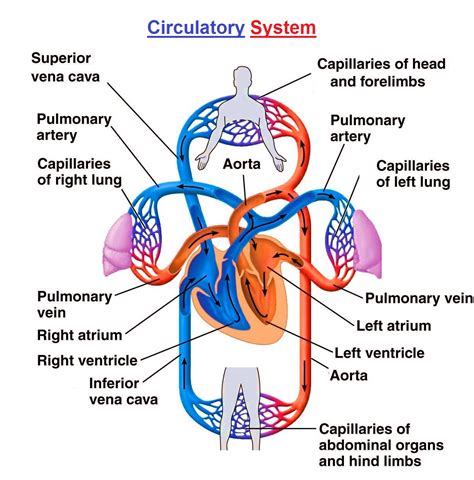 Process Of Circulatory System