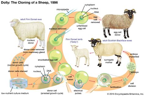 Process Of Cloning