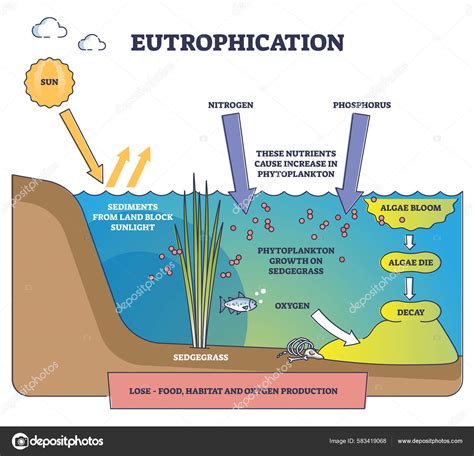 Process Of Eutrophication