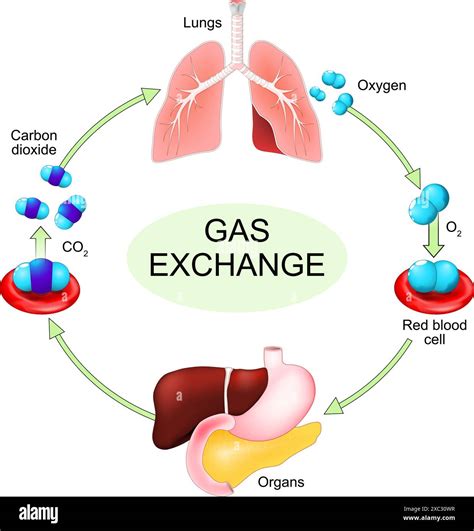 Process Of Gas Exchange In The Lungs