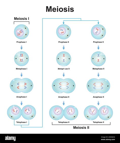 Process Of Meiosis