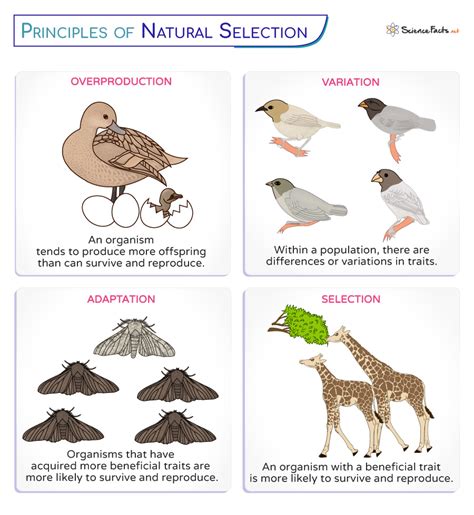 Process Of Natural Selection