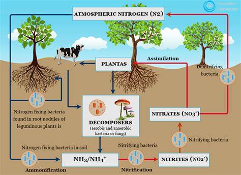 Process Of Nitrogen Fixation