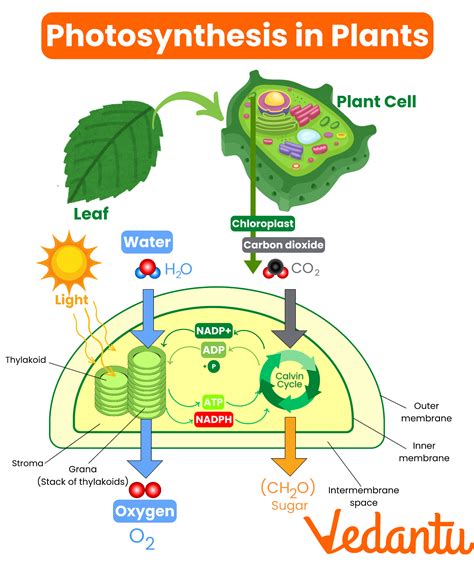 Process Of Photosynthesis