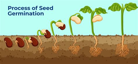 Process Of Seed Germination