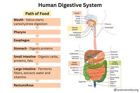 Process Of The Digestive System