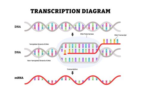 Process Of Transcription