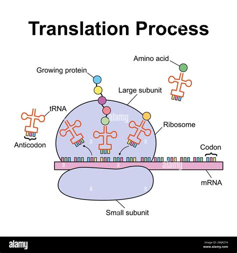 Process Of Translation