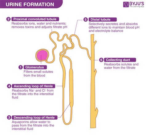 Process Of Urine Formation In Nephron