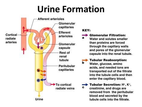 Process Of Urine Formation