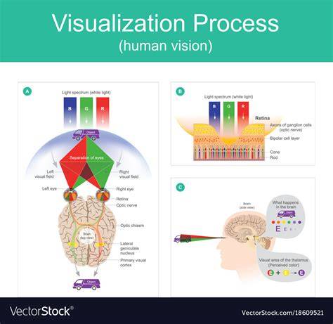 Process Of Vision