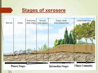 Process Of Xerosere
