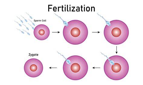 Process Of Zygote