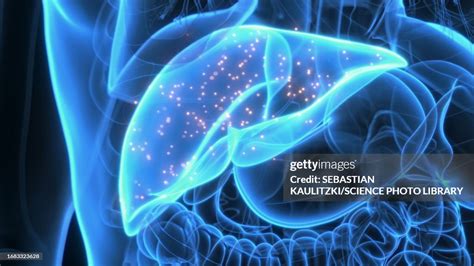 Produced By The Liver