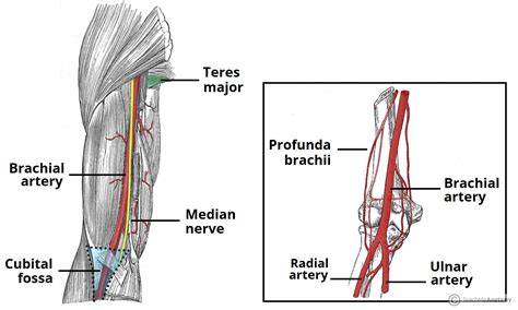 Profunda Brachii Artery