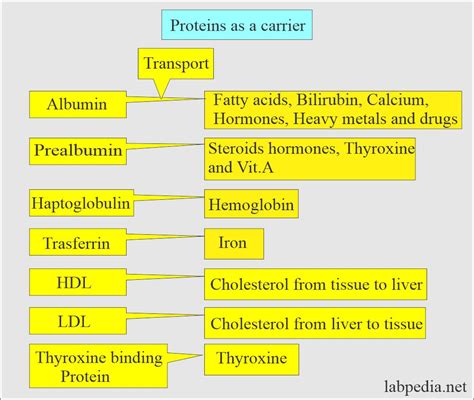 Protein Increase In Blood