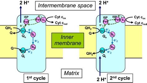 Q Cycle Mechanism