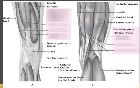 Quadriceps And Hamstrings
