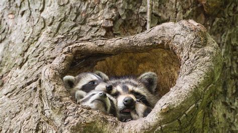 Racoons Do They Hibernate