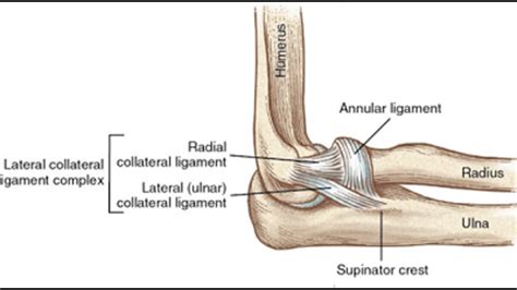 Radial Collateral Ligament