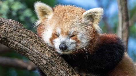 Rare Animals In China
