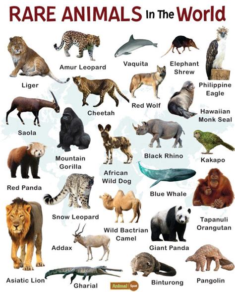 Rare Animals In The World