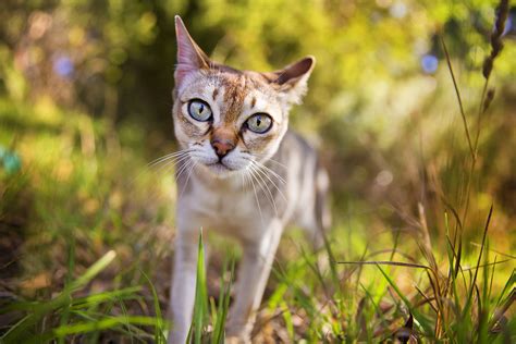 Rare Beautiful Cat Breeds