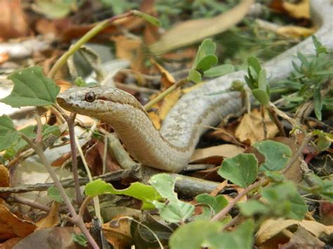 Rarest Snake In The World