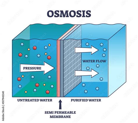 Rate Of Osmosis