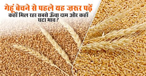Rate Of Wheat In Up Today
