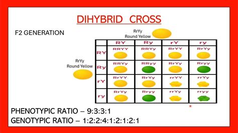 Ratio Of Dihybrid Cross