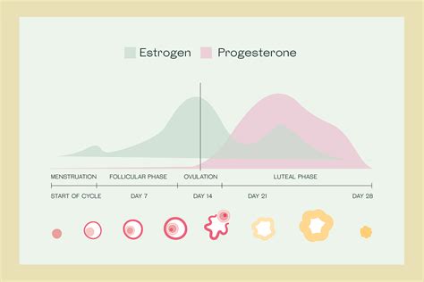 Ratio Of Estrogen To Progesterone