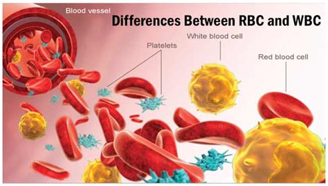 Ratio Of Rbc And Wbc