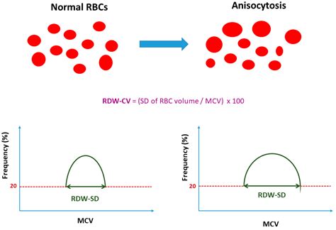 Rdw Cv Blood Test