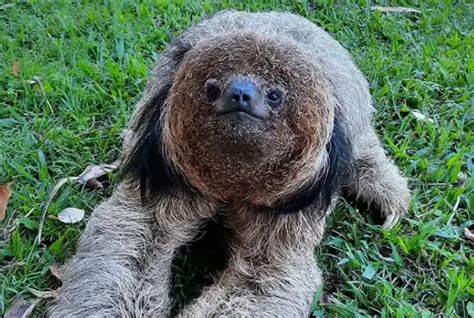 Recently Discovered Animals