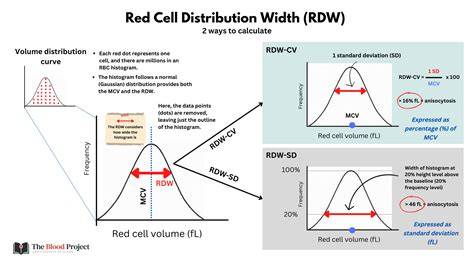 Red Blood Distribution Width Low