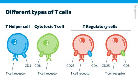 Regulatory Tcell Cells At Work