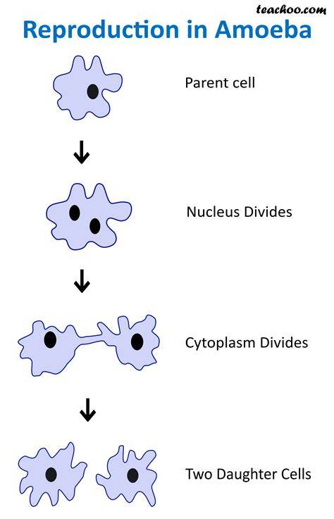 Reproduction Of Amoeba