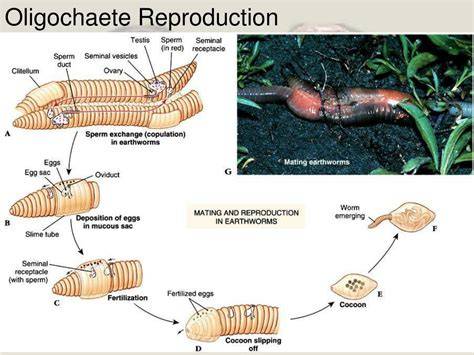 Reproduction Of Annelida