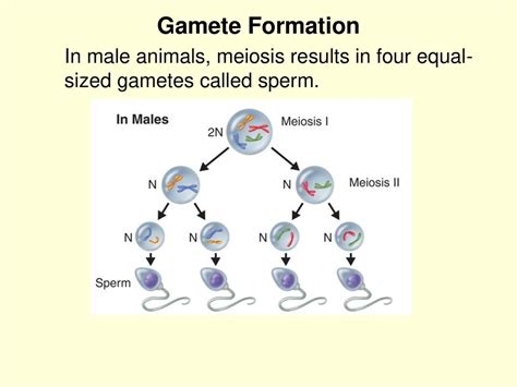 Reproduction Of Gametes