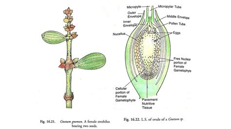 Reproduction Of Gnetum