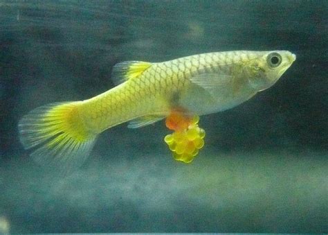 Reproduction Of Guppy Fish